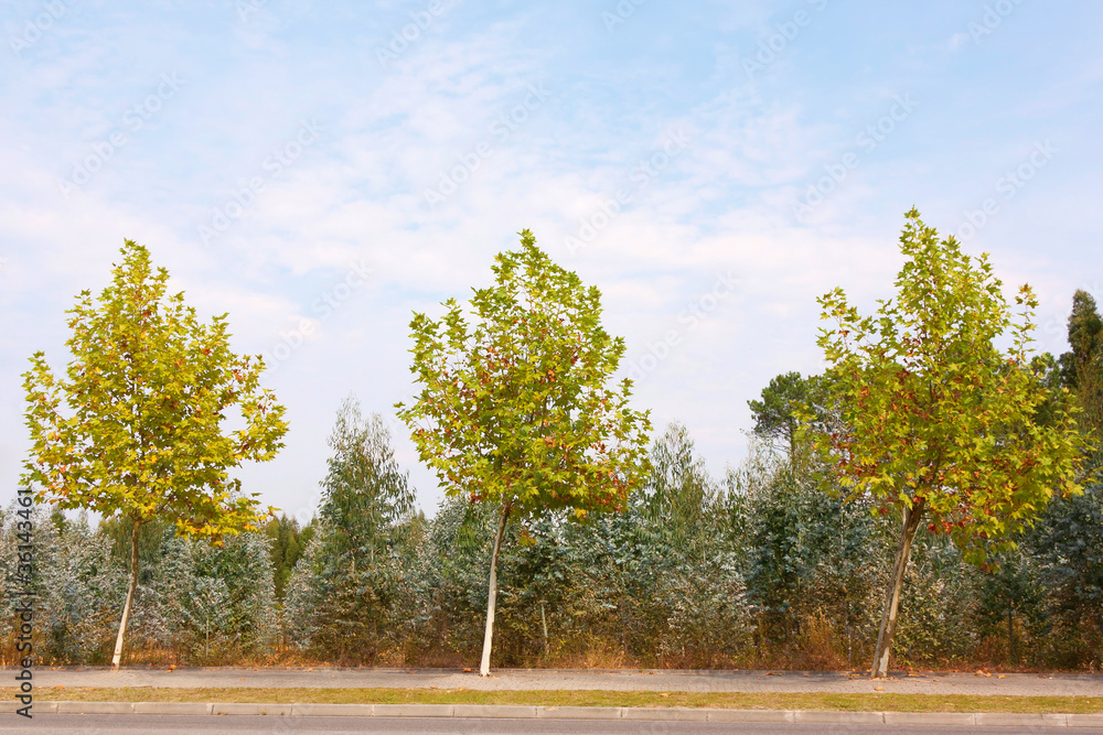 Obraz premium Autumn Three Trees
