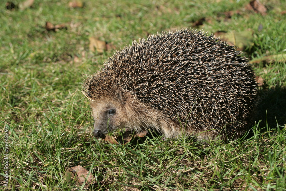 Braunbrustigel (Erinaceus europaeus) Braunbrustigel (Erinaceus europaeus)