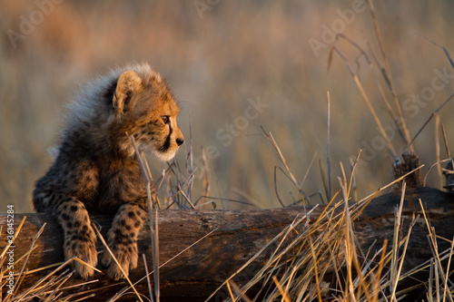 Baby cheetah