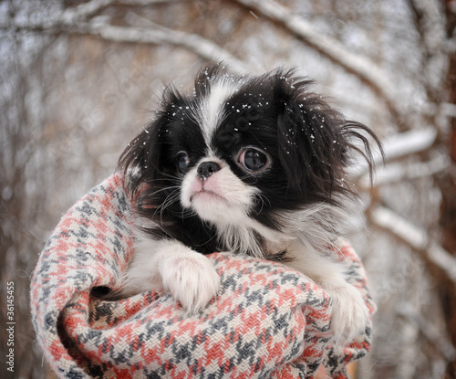 Quadro su tela Portrait of Japanese Chin Puppy