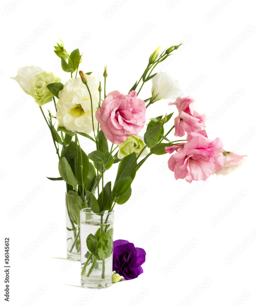 eustoma flowers isolated on white background eustoma flowers isolated on white background