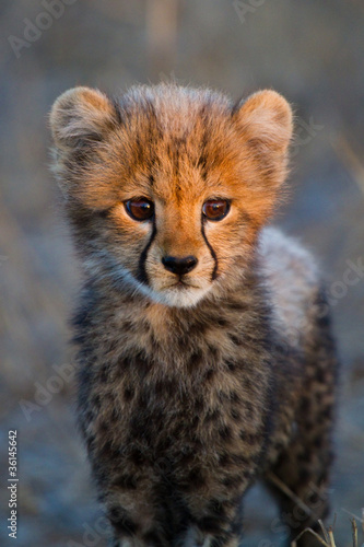 Cheetah cub portrait
