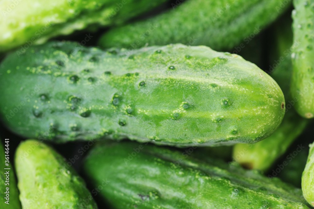 green cucumbers. green cucumbers.