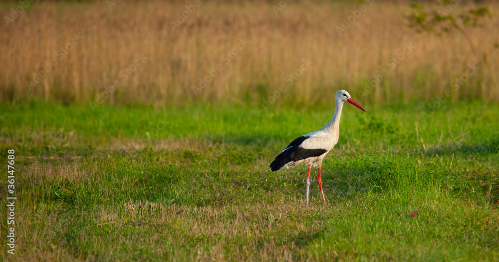 Fototapeta premium White stork