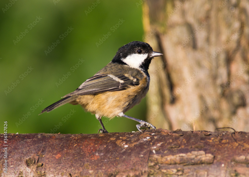 Fototapeta premium Coal Tit (Periparus ater)