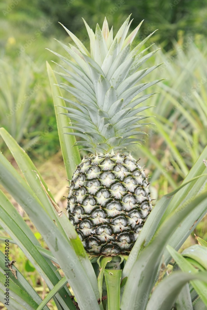 fresh pineapple