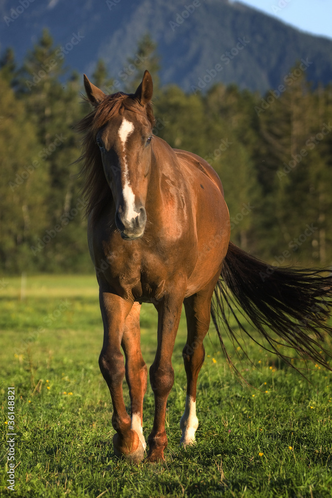 pferd warmblut fuchs quarterhorse weide wald pferd warmblut fuchs quarterhorse weide wald