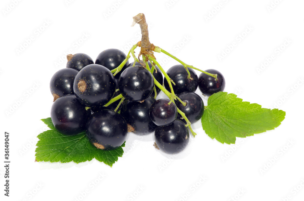 black currant black currant
