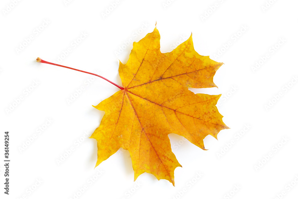 autumn leaf autumn leaf