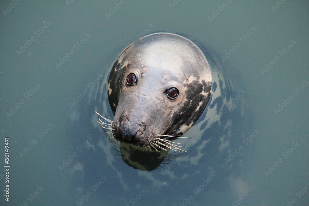 Fototapeta premium Robbe Willi