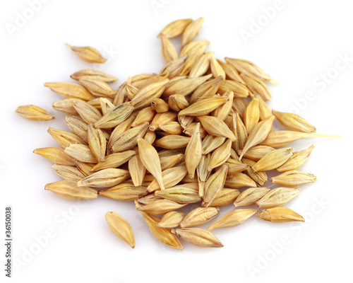 Grain of oats