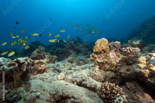 Fototapeta Naklejka Na Ścianę i Meble -  Crocodilefish in the Red Sea.