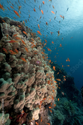 Anthias over a porite in the Red Sea.