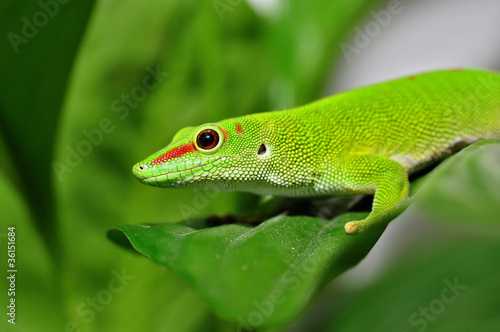 Madagaskar Taggecko im Grünen