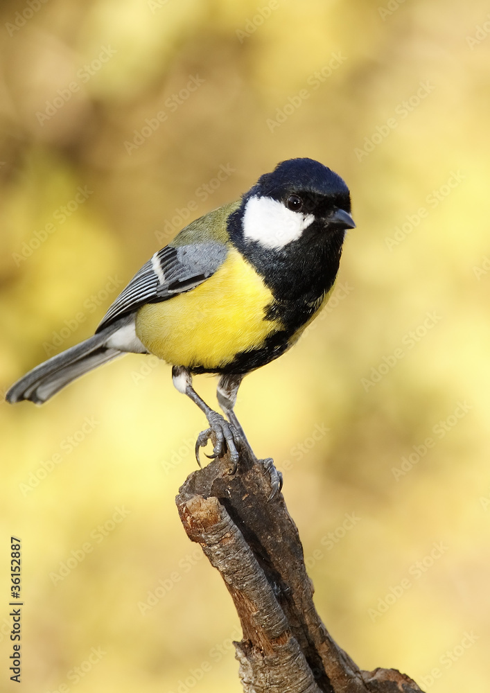 Obraz premium Great Tit