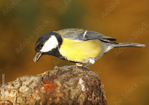 Great Tit