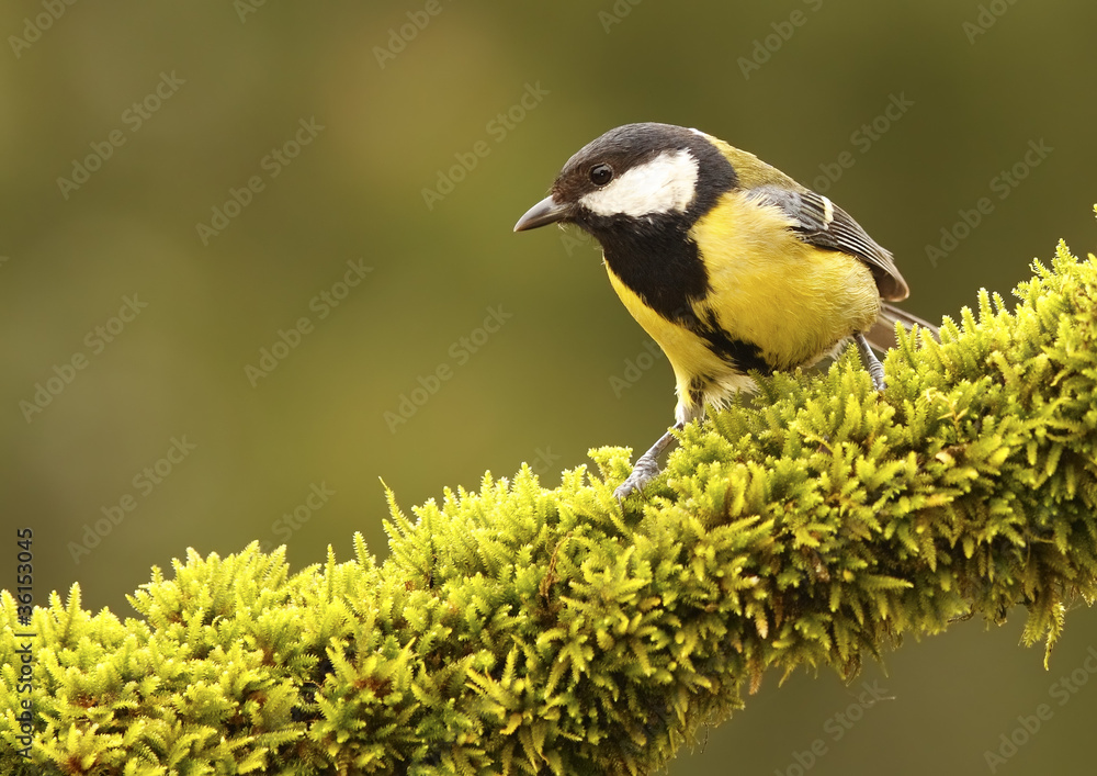 Obraz premium Great Tit