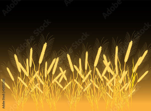 Ripe yellow wheat ears on a field