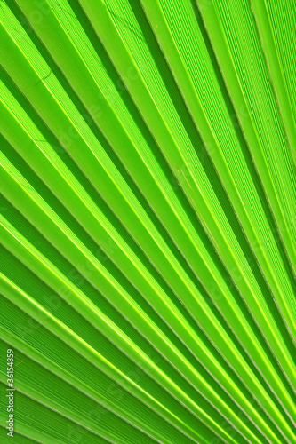 Image of green palm leaf colseup
