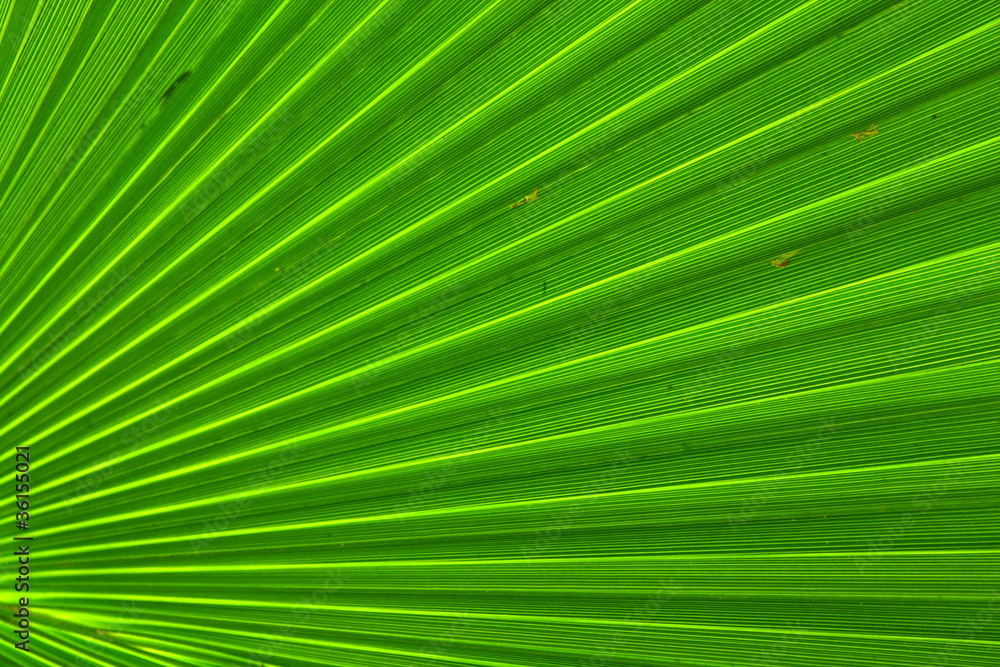 Image of green palm leaf colse-up Image of green palm leaf colse-up