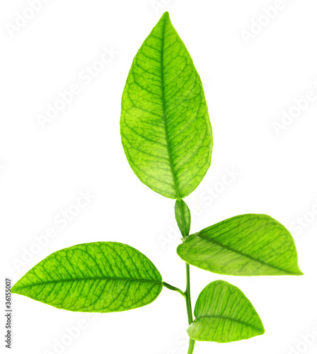 Image of green plant isolated over white