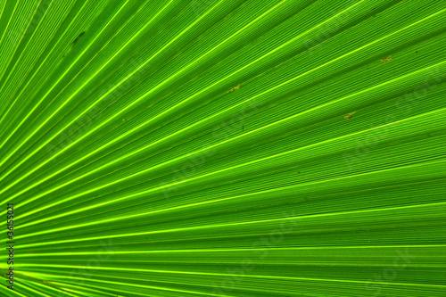 Image of green palm leaf colse-up