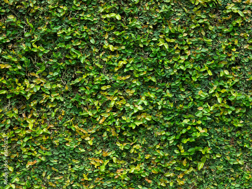 Green creeper leaves