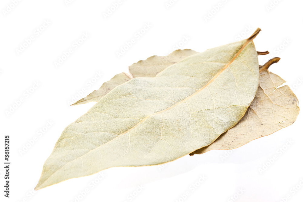 Bay leaf Bay leaf