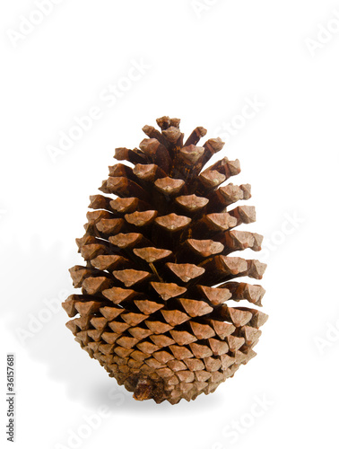 pomme de pin