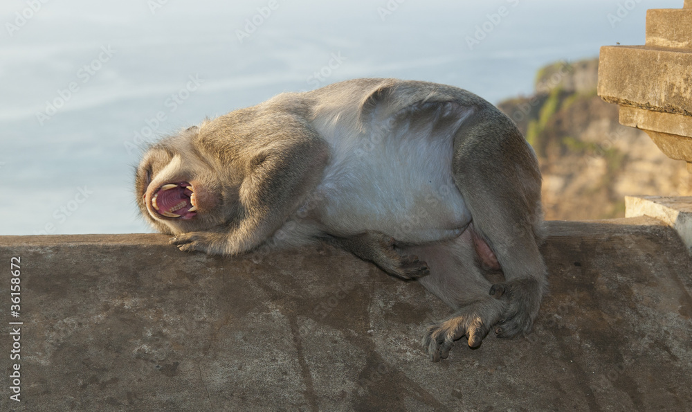 Monkey Monkey