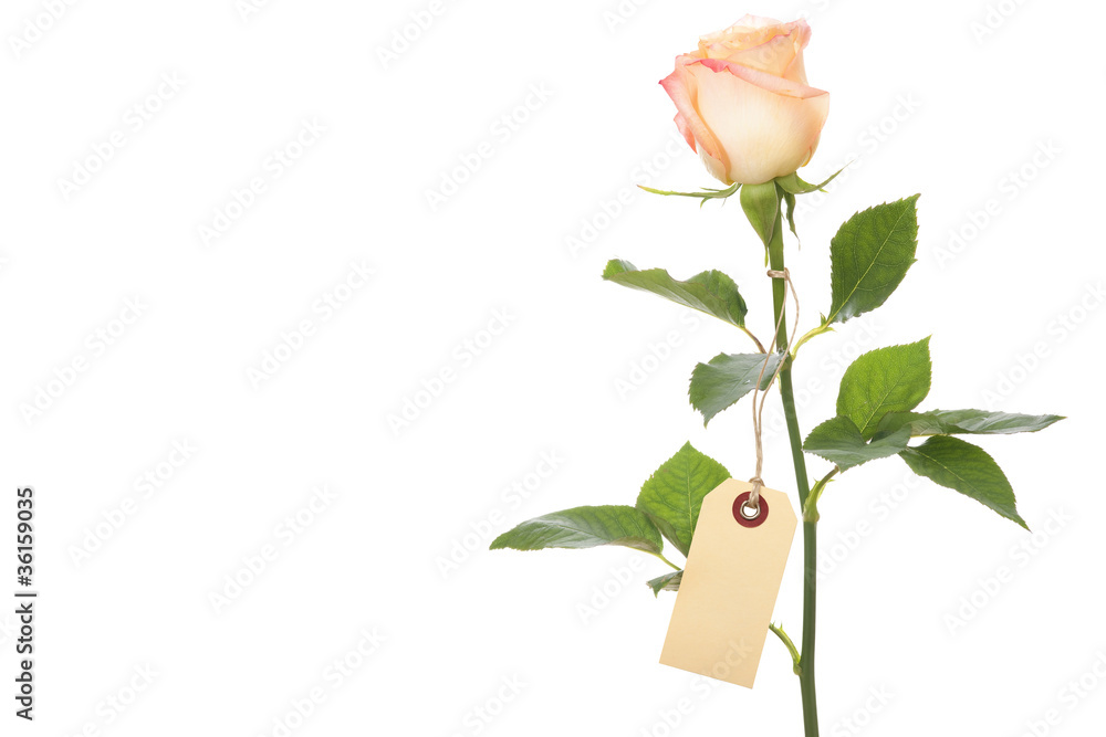 Obraz premium single rose with a blank tag
