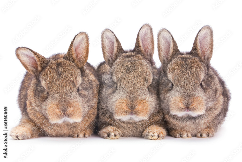 Three baby rabbit on white