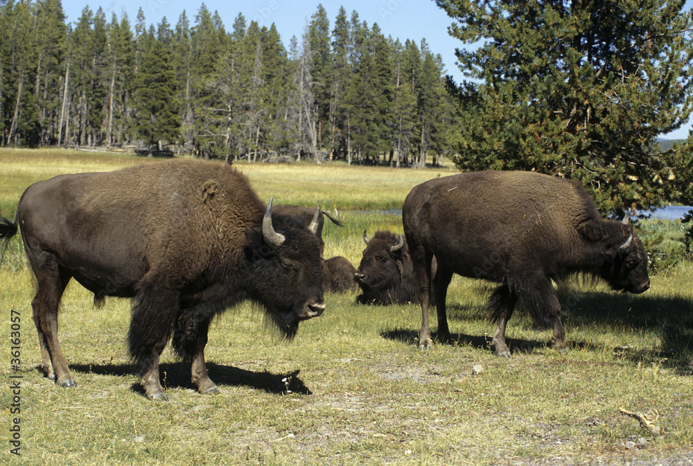 Bison d'Amérique; Parc national Yellowstone; Etas Unis Bison d'Amérique; Parc national Yellowstone; Etas Unis