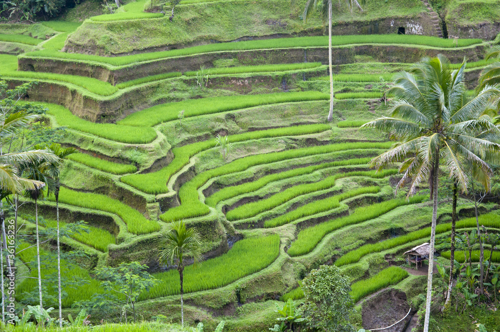 Rice terrace