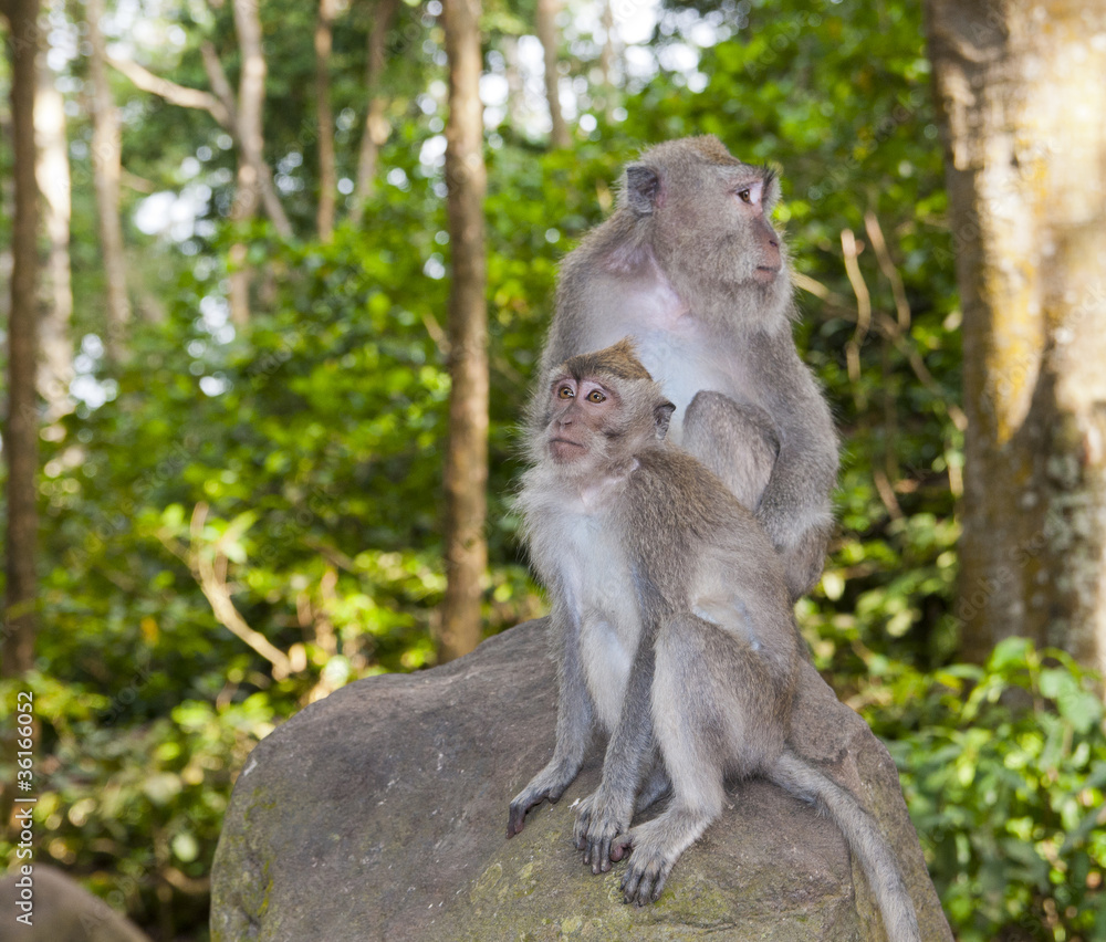Macaca Macaca