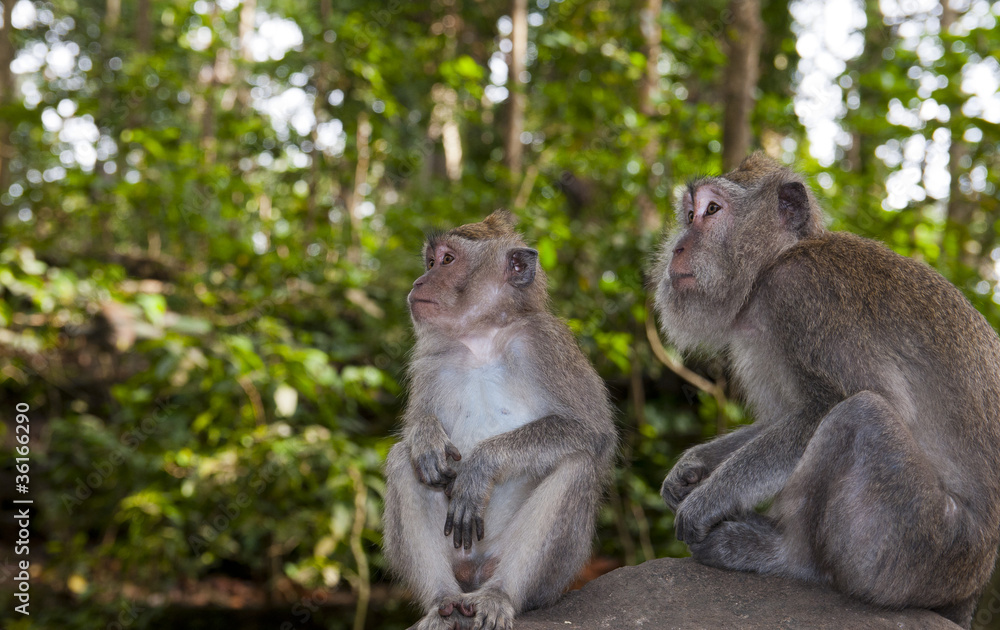 Macaca