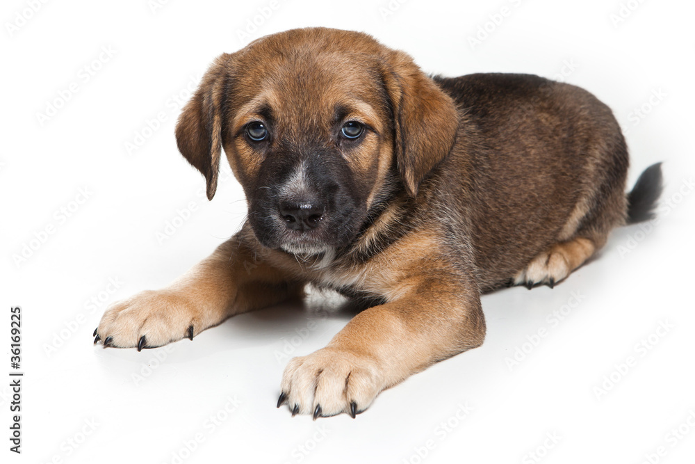 Little puppy on white background