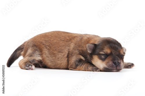 Little puppy on white background