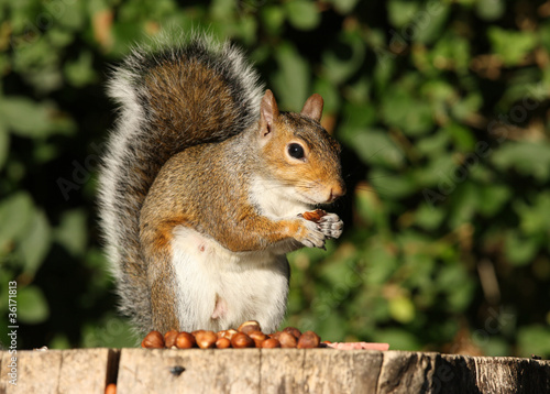 Grey Squirrel eating Hazelnuts