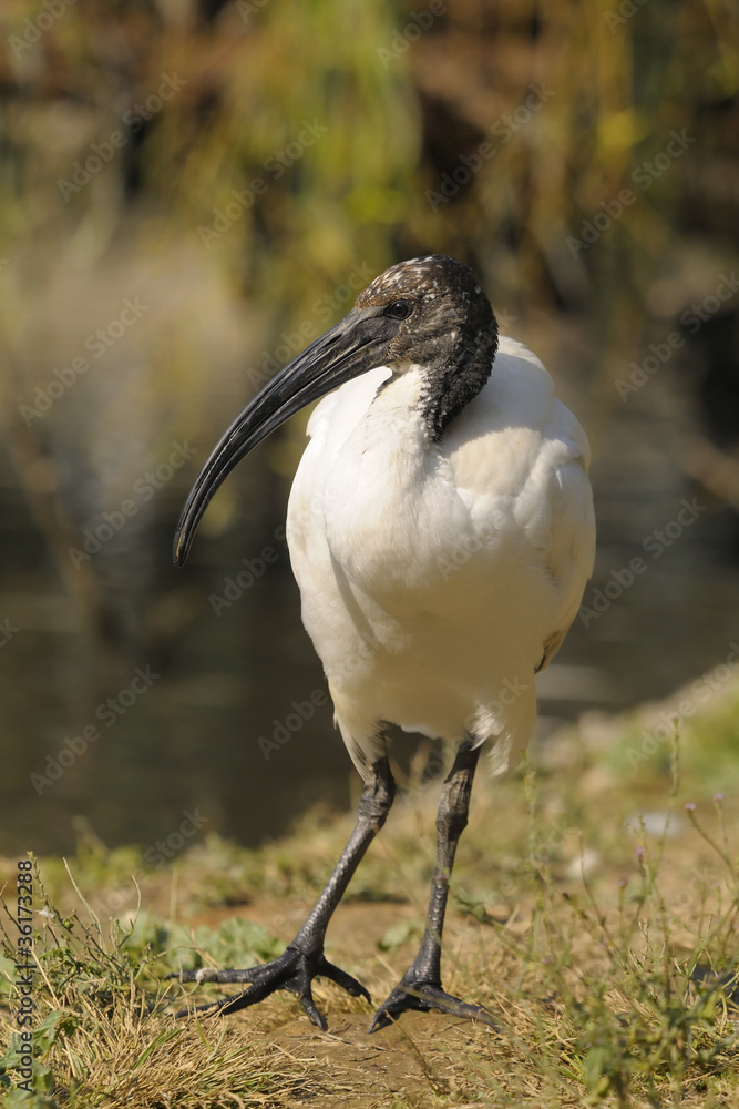 Fototapeta premium Sacred ibis, Threskiornis aethiopicus Latham