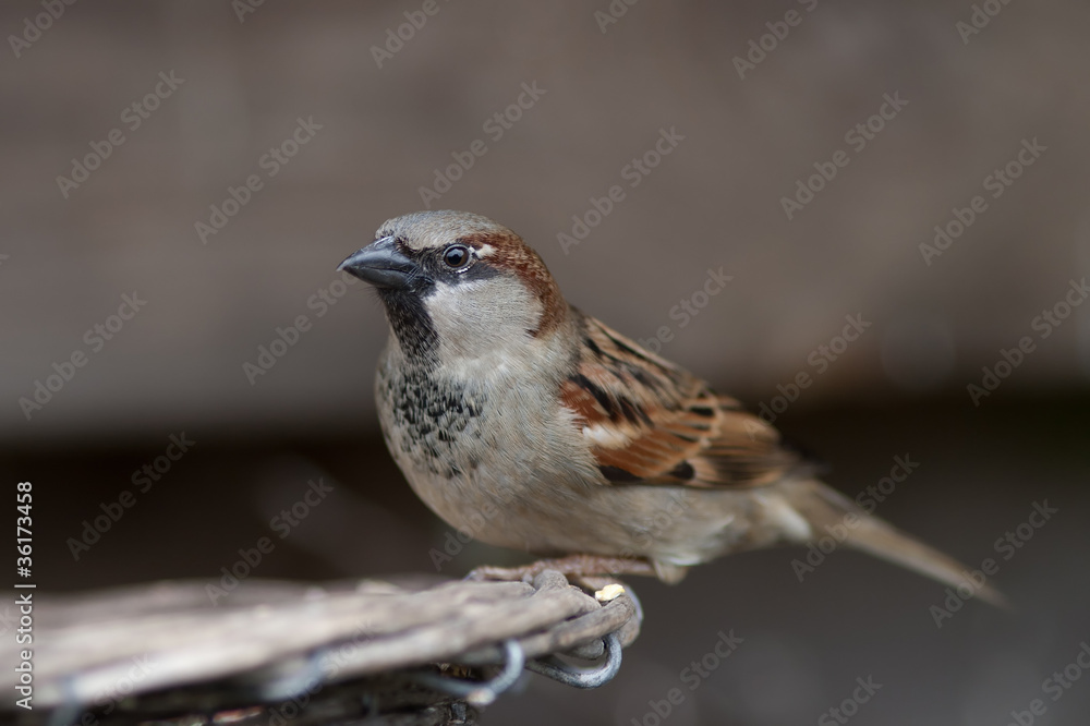 Housesparrow Housesparrow