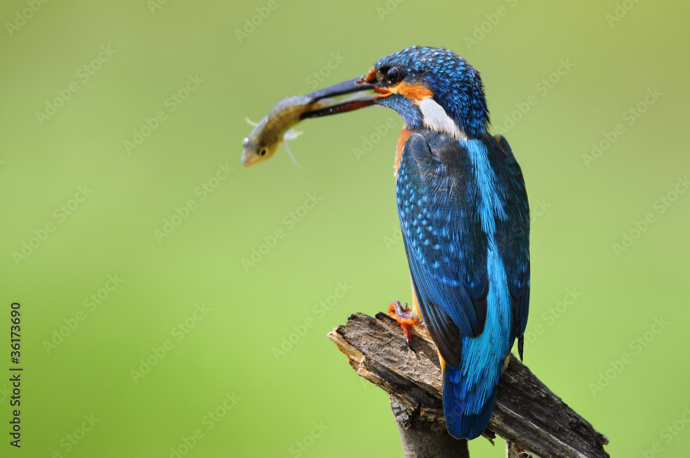 Fototapeta premium The Common Kingfisher with fish