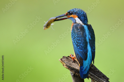 The Common Kingfisher with fish