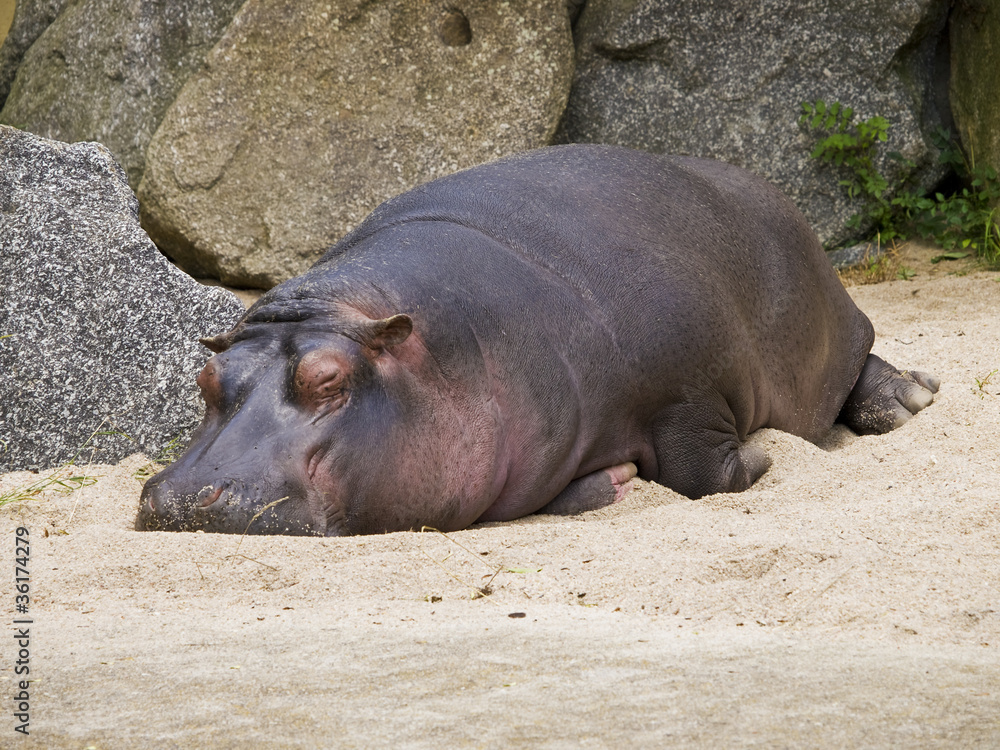 The hippo The hippo