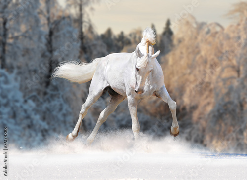 white horse in winter field #36174888