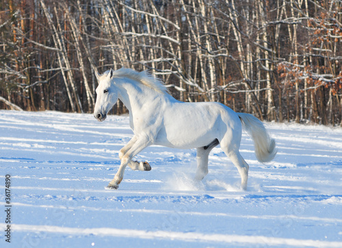 white horse in winter field