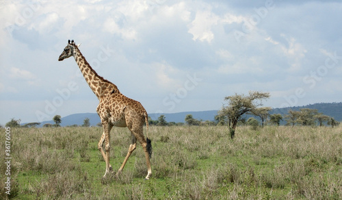 walking Giraffe in the savannah