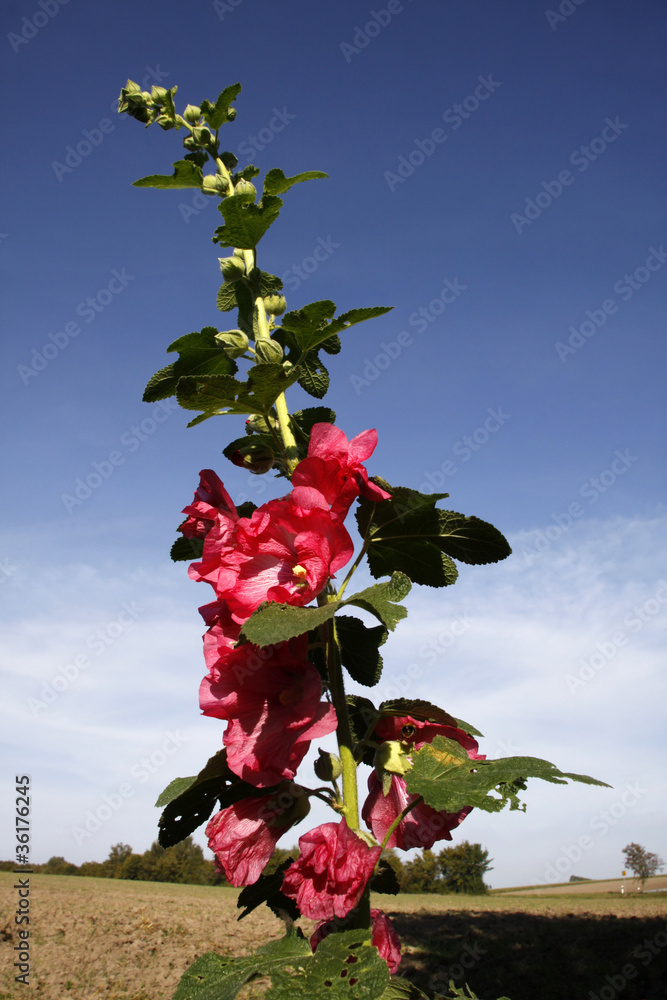 Fototapeta premium Rote Stockrose