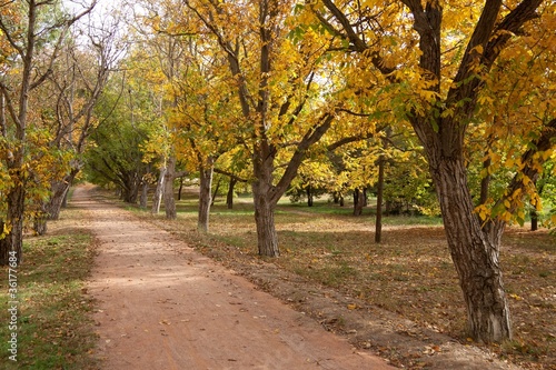 Park lane in Autumn