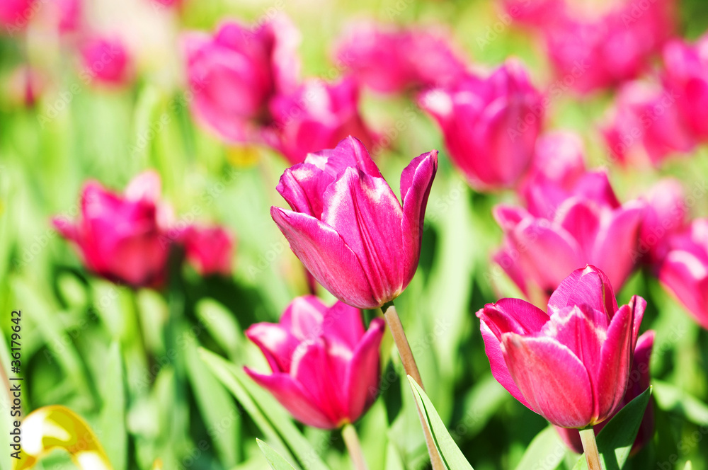 Fototapeta premium Tulip flowers in the park